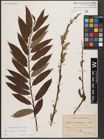 Foto von Salix caprea L. x Salix viminalis L.